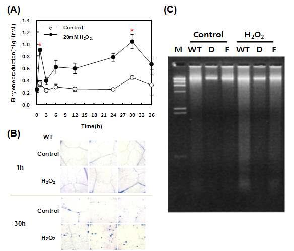 20mM H2O2 처리(30시간) 후 에틸렌 생성량(A) 측정, cell death 확인(B), DNA fragmentation 확인(C) [ WT, 야생형 식물체; D, RbohD-AS 식물체(#10); F, RbohF-AS 식물체(#8) ]