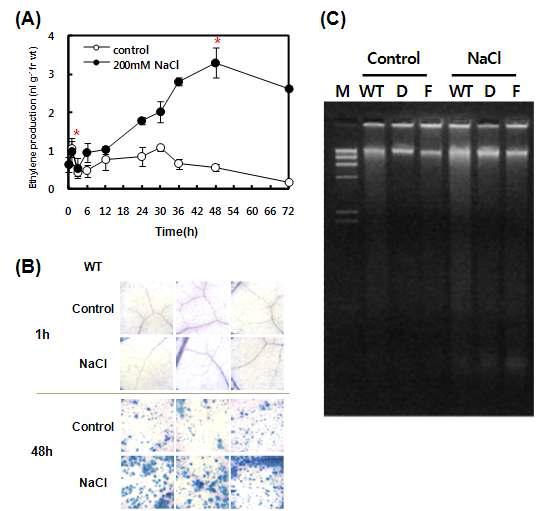 200mM NaCl 처리(48시간) 후 에틸렌 생성량(A) 측정, cell death 확인(B), DNA fragmentation 확인(C) [ WT, 야생형 식물체; D, RbohD-AS 식물체(#10); F, RbohF-AS 식물체(#8) ]