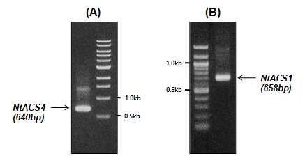 NtACS4(A)와 NtACS1(B)의 전기영동 사진