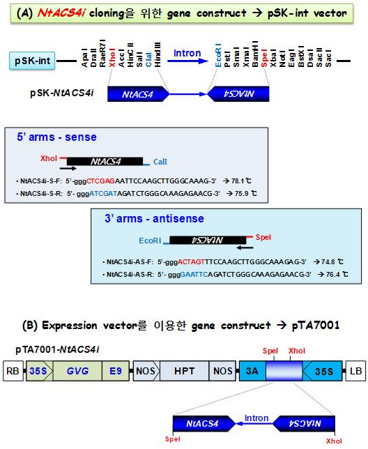 NtACS4의 RNAi construct 제조 모식도