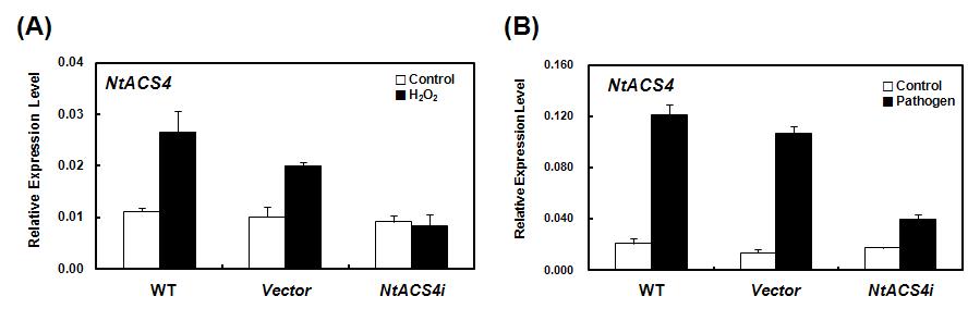 야생형 식물체와 RNAi 식물체에 스트레스 처리(1시간) 후 NtACS4 유전자의 발현 변화 확인