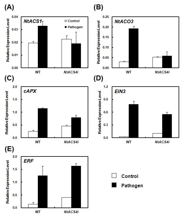 야생형 식물체와 RNAi 식물체에 병원균 감염 (1시간) 후 NtACS4 유전자의 발현 변화 확인