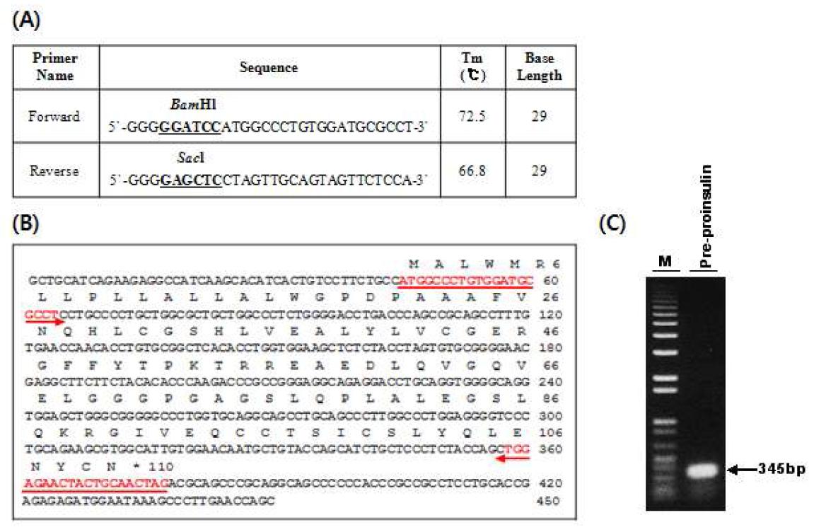 (A) Human pre-proinsulin 유전자 분리를 위한 primer 디자인 (B) Human pre-proinsulin (GenBank X70508)의 염기서열 (C) PCR 후 전기영동 사진