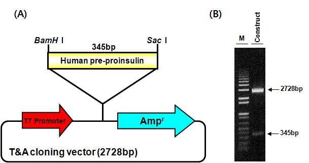 (A) In vitro 발현용 재조합 construct 모식도(B) BamHl/Sacl 제한효소를 처리한 전기영동사진