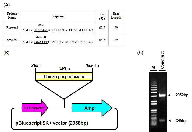 (A) In vitro TNT 시스템 분석용 primer 디자인 (B) In vitro TNT 시스템 분석용 재조합 construct 모식도 (C) Xbal/BamHl 제한효소를 처리한 전기영동 사진