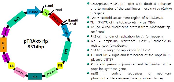 pTRAkt-rfp vector 구조 및 주요기능 설명