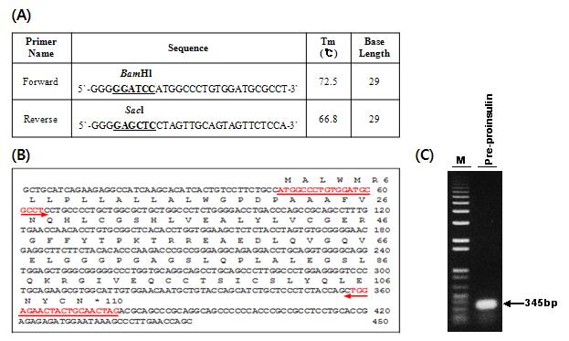 (A) Signal peptide 분리를 위한 primer 디자인 (B) PCR 후 전기영동 사진 (C) Tobacco E2 유전자(GenBank X15223)의 염기서열