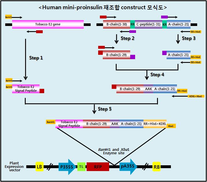 In vivo 발현을 위한 mini-proinsulin 재조합 construct 모식도