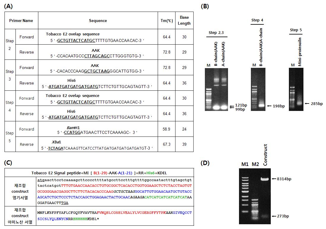 (A) Mini-proinsulin 유전자 분리를 위한 primer 디자인 (B) PCR 후 전기영동 사진 (C) In vivo 발현을 위한 mini-proinsulin 재조합 construct 염기 및 아미노산 서열 (D) BamHl/Xbal 제한효소를 처리한 전기영동 사진