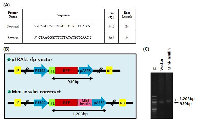 (A) Agrobacterium 내로 construct 도입 여부 확인을 위한 primer 디자인 (B) Agrobacterium 내로 construct 도입 여부 확인을 위한 모식도 (C) PCR 후 전기영동 사진