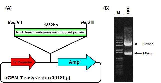 (A) 돌돔 이리도바이러스 MCP 재조합 construct 모식도 (B) BamHl/Hindlll 제한효소를 처리한 전기영동 사진
