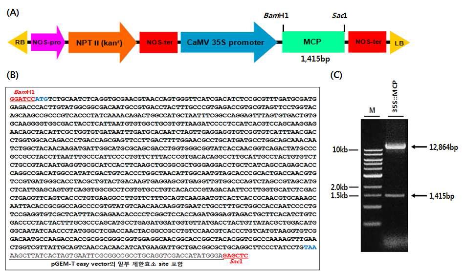 (A) In vivo 발현을 위한 MCP 재조합 construct 모식도 (B) In vivo 발현을 위한 MCP 재조합 construct 염기서열 (C) BamHl/Sacl 제한효소를 처리한 전기영동 사진