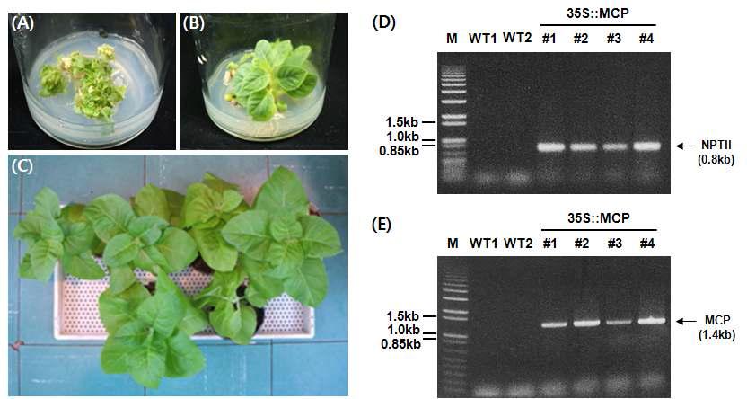 (A) MS 선별배지에서 약 40일된 형질전환담배식물체(T0) (B) MS 선별배지에서 약 60일된 형질전환담배식물체(T0) (C) MS 선별배지에서 순화시킨 후 배양토로 옮겨 심은 약 75일 된 형질전환담배식물체(T0) (D),(E) 형질전환담배식물체에서 genomic DNA 추출 후 PCR 분석한 전기영동 사진