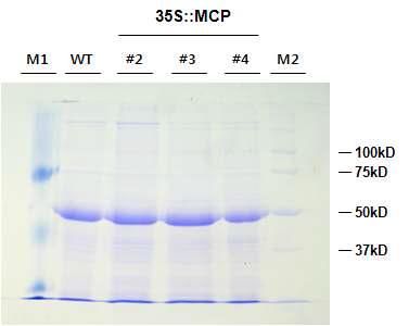 형질전환된 식물체 잎에서 MCP 단백질 분리 후 10% SDS-PAGE 분석
