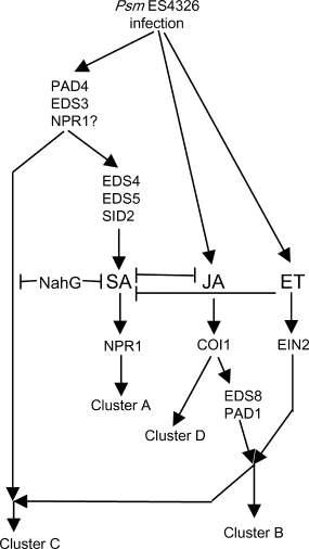 에틸렌 신호전달 네트워크 (Glazebrook et al., 2003)