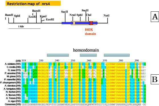 nrsA 유전자의 구조(A) 및 multiple alignment(B)