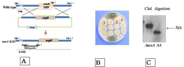 nrsA 결실돌연변이 분리 scheme 및 검증
