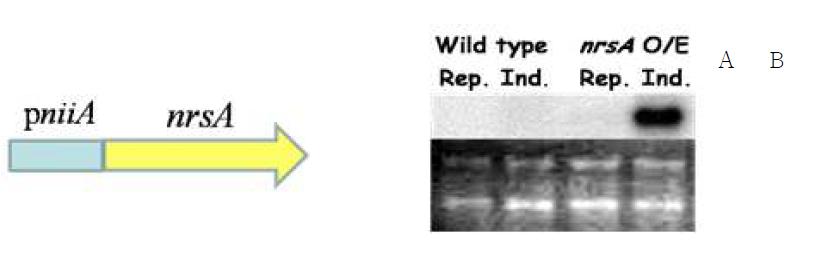 nrsA 과다발현균주 제조 및 검증
