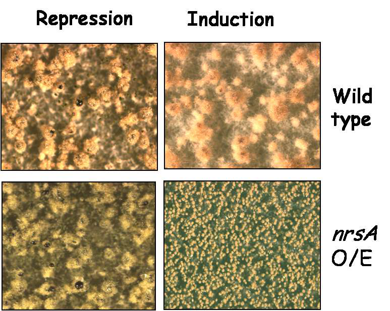 nrsA 과다발현균주의 분화형질
