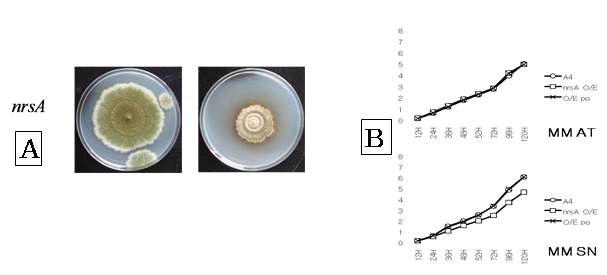 nrsA 과다발현균주의 성장형질