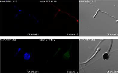 NrsA::RFP(위) and NrsA::GFP(아래)에 의한 hyphae 및 conidiophore 내에서의 추적. 왼쪽 사진; DAPI 염색, 중앙; mRFP(위) 또는 GFP(아래) 추적, 오른쪽; 광학현미경