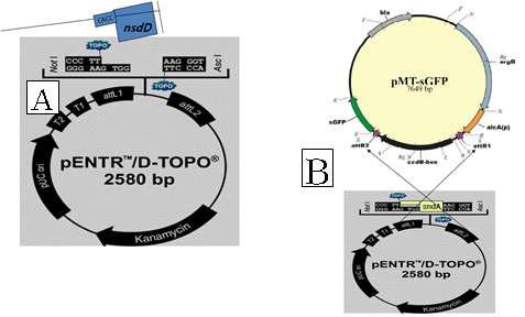 Gateway를 이용한 sndA, nsdD, nrsA 유전자와 GFP(RFP) 유전자의 융합 protocol