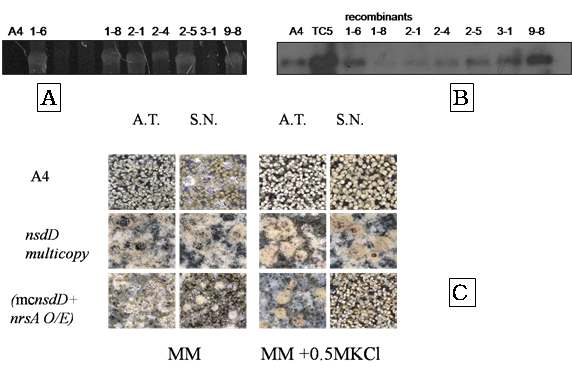 Effect of nrsA over-expression on the multi-copy effect of nsdD