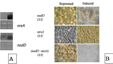 nrsA, nsdD 이중 과다발현 균주의 형질