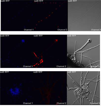 NsdD::RFP에 의한 NsdD 단백질의 hyphae(16h) 및 conidiophore 내에서의 추적