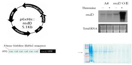 His-tagged NsdD 의 제조 기획 및 발현 검증