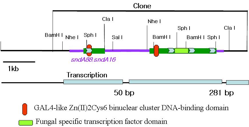 sndA 유전자와 하위에 있는 GAL4 type transcription factor 유전자의 도식적 구조