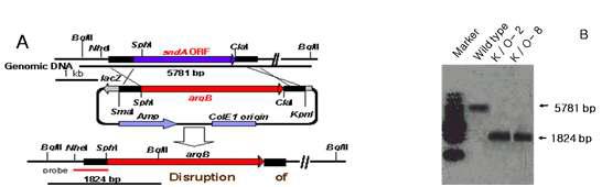 sndA 결실돌연변이 분리 scheme(A) 및 Southern blot 검증