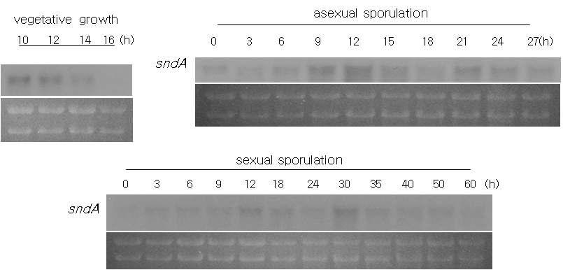 sndA 유전자의 생활사에 따른 전사 양상