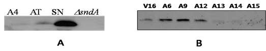생활사에 따른 SndA 단백질의 발현