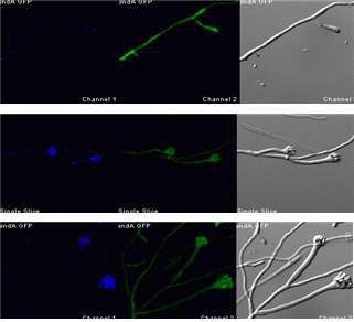 SndA::GFP에 의한 hyphae 및 conidiophore 내에서의 추적