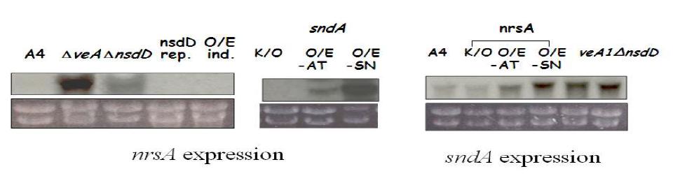nrsA 와 sndA 각 유전자가 서로의 발현에 미치는 영향.