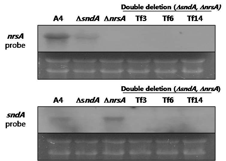 sndA 와 nrsA 이중 결실돌연변이 분리 및 northern blotting 을 이용한 검증.