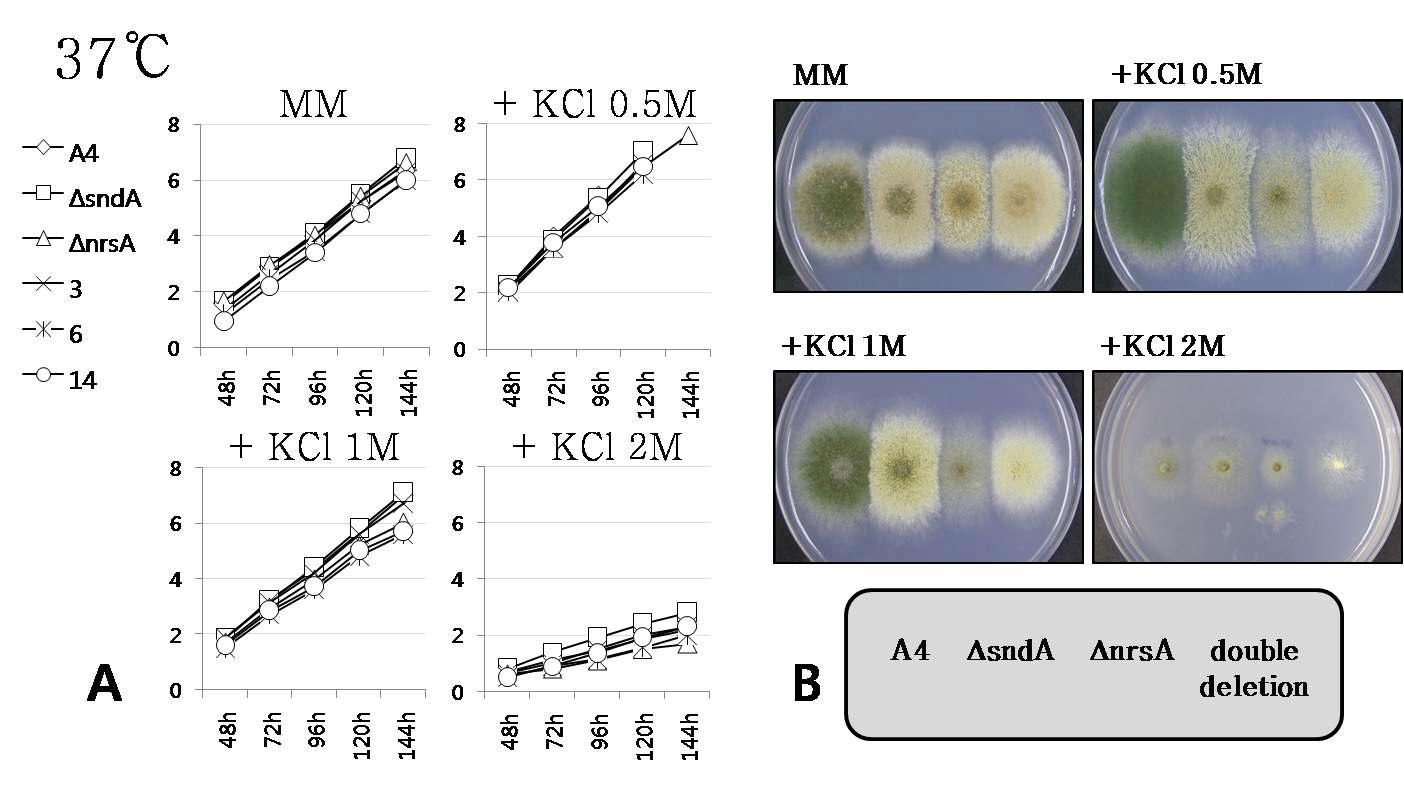sndA 와 nrsA 이중돌연변이의 37℃에서의 성장양상.