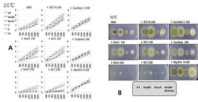 sndA 와 nrsA 이중돌연변이의 25℃에서의 성장양상.