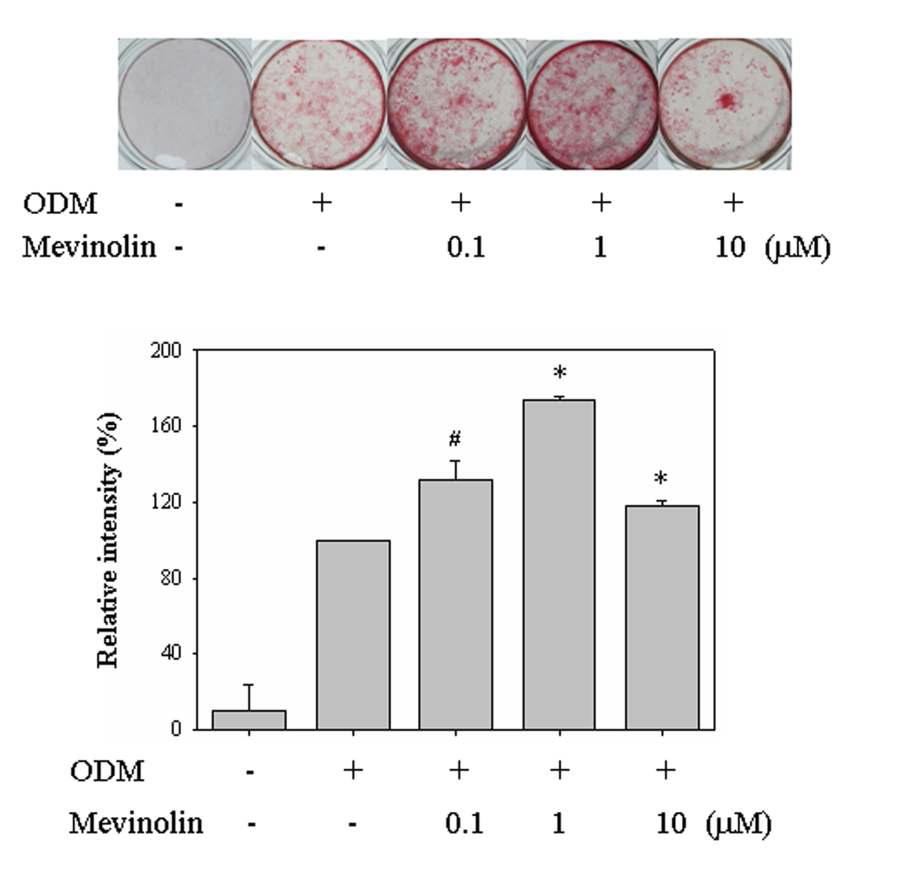중간엽줄기세포에서 mevinolin에 의한 alizarin red S 염색