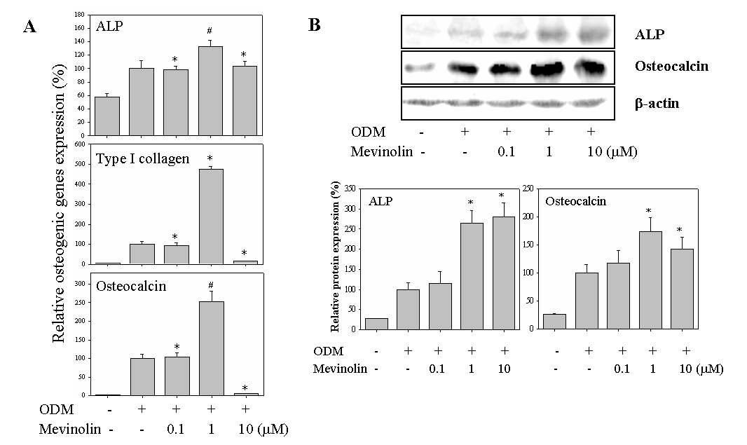 Mevinolin에 의한 골아세포 특정 유전자 및 단백질 발현