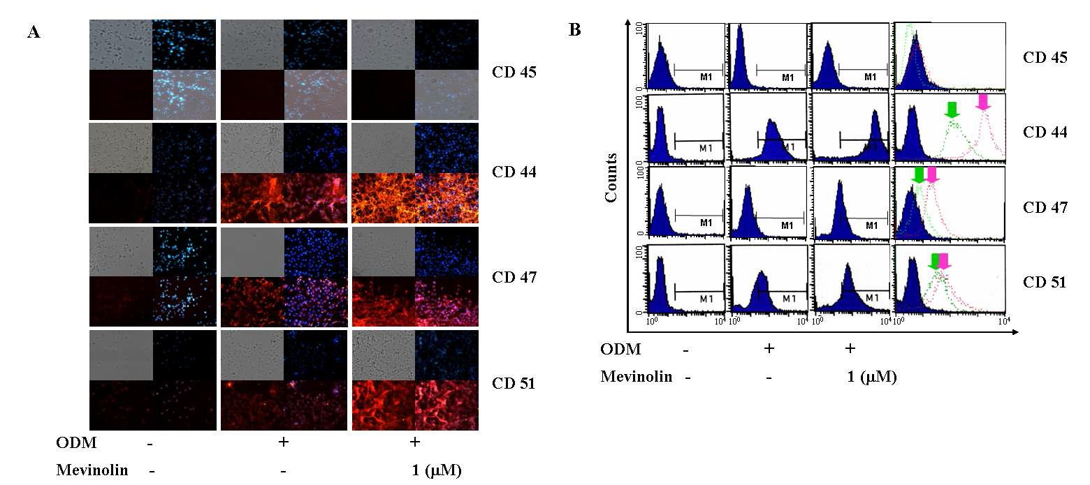 Mevinolin에 의한 세포표면 단백질 발현에 대한 형광현미경 및 FACS 결과