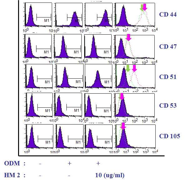 HM2에 의한 표면단백질 CD44, CD47, CD51, CD53 및 CD105 FACS 분석