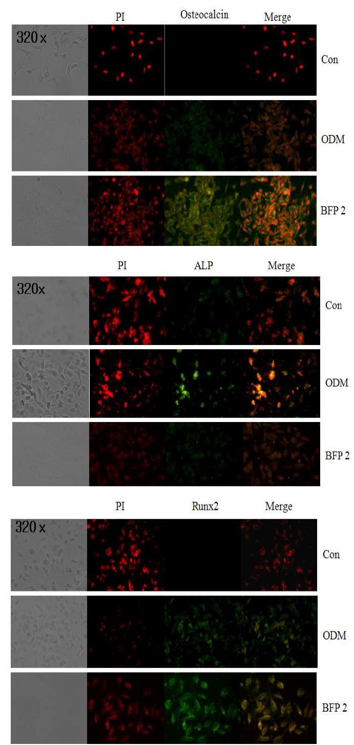 Bone forming peptide 2의 분화과정 동안 골아세포에서 골아세포 특정단백질 발현