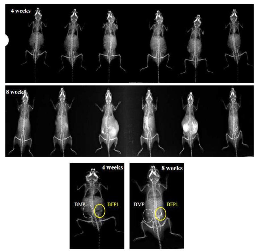 BFP 1으로 유도한 세포를 마우스에 이식한 후 4주 및 8주 X-ray 결과