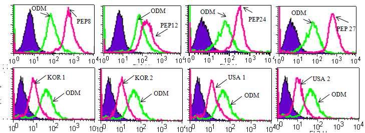 미국 및 한국 펩타이드와 BFP의 골아세포 표면 단백질 발현 FACS 결과