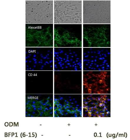 BFP1(6-15)에 의한 CD44 형광현미경 관찰