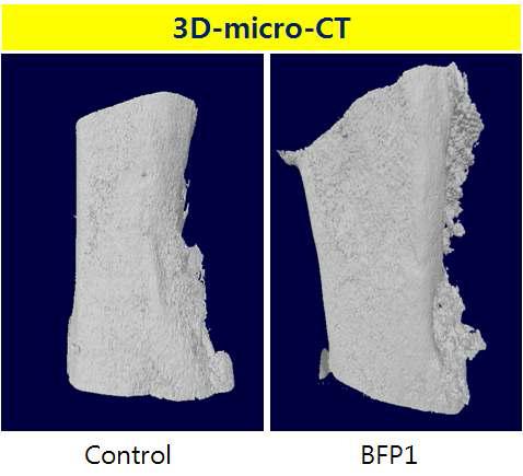 BFP1에 의한 tibia 결손 모델에서 뼈 형성에 대한 micro-CT 결과