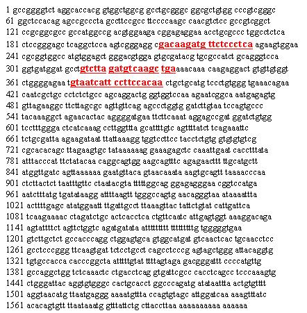 siRNA of sensitive to apoptosis gene protein