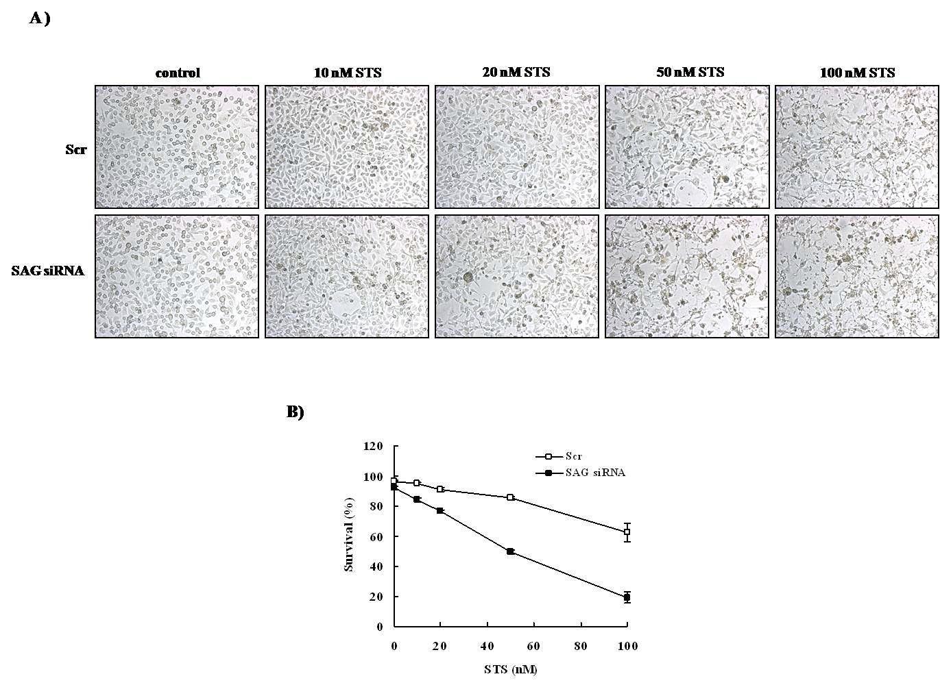 Effect of staurosporine on cell morphology and cellular viability in PC3 cells